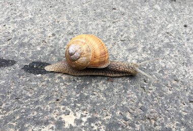 Islak yolda kabuklu küçük bahçe salyangozu sürünüyor, sümüklü böcek hemen eve geliyor. Salyangoz sümüklüböceği, vücudu korumak için sarılmış yenilebilir lezzetli yiyeceklerden oluşur. Kabuklu sümüklüböcek içindeki doğal hayvan salyangozu vahşi doğada sürünüyor..