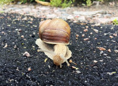 Islak yolda kabuklu küçük bahçe salyangozu sürünüyor, sümüklü böcek hemen eve geliyor. Salyangoz sümüklüböceği, vücudu korumak için sarılmış yenilebilir lezzetli yiyeceklerden oluşur. Kabuklu sümüklüböcek içindeki doğal hayvan salyangozu vahşi doğada sürünüyor..