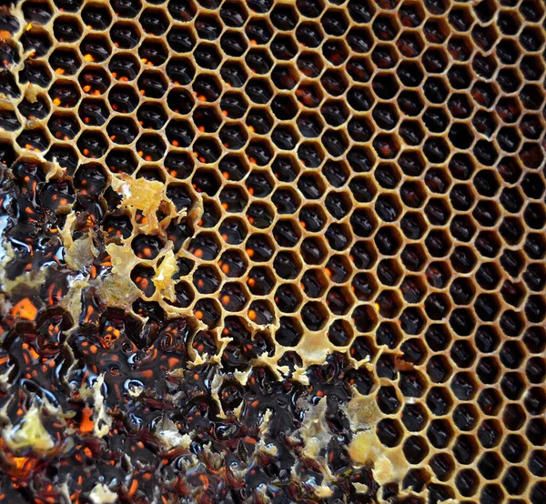 Gota Mel Abelha Gotejamento Favos Mel Hexagonais Cheios Néctar Dourado — Fotografia de Stock