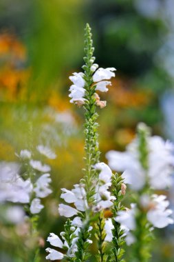 Kırsalda çiçek açan nektarlı vahşi bir çiçek. Tarlada açan yabani, parlak çiçeklerden oluşan doğa kırsalları. Kırsalda çiçek açan yabani bir çiçek..