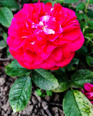 Kırsalda çiçek açan nektarlı vahşi bir çiçek. Tarlada açan yabani, parlak çiçeklerden oluşan doğa kırsalları. Kırsalda çiçek açan yabani bir çiçek..