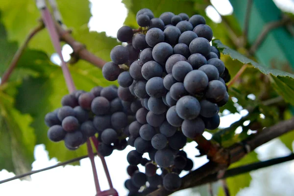 Висячі Красиві Грона Винограду Відкритому Повітрі Сільській Місцевості Перетравлюйте Смачні — стокове фото