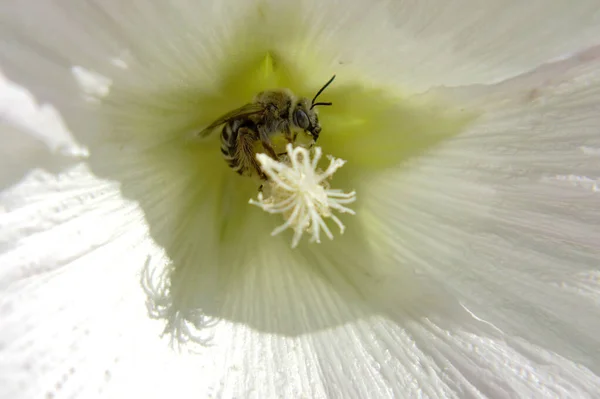Wildbiene Auf Blume Mit Nektarblüte Der Feldlandschaft Landschaft Bestehend Aus — Stockfoto