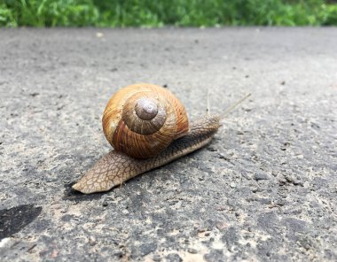 Islak yolda kabuklu küçük bahçe salyangozu sürünüyor, sümüklü böcek hemen eve geliyor. Salyangoz sümüklüböceği, vücudu korumak için sarılmış yenilebilir lezzetli yiyeceklerden oluşur. Kabuklu sümüklüböcek içindeki doğal hayvan salyangozu vahşi doğada sürünüyor..