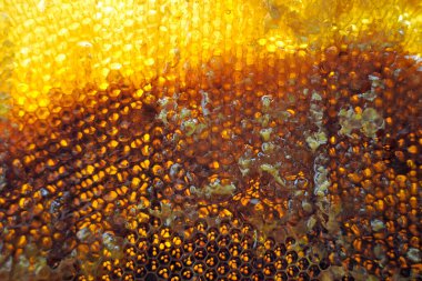 Altın nektarla doldurulmuş altıgen bal peteklerinden bir damla bal damlıyor. Bal peteği yaz kompozisyonu. Doğal bal damlası, balmumu çerçeveli arı damlası. Bal damlası bal damlatıyor bal peteğine.