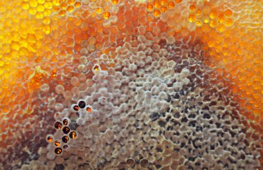 Altın nektarla doldurulmuş altıgen bal peteklerinden bir damla bal damlıyor. Bal peteği yaz kompozisyonu. Doğal bal damlası, balmumu çerçeveli arı damlası. Bal damlası bal damlatıyor bal peteğine.