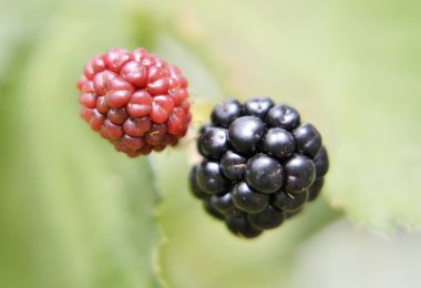 Olgun böğürtlen siyahı, kırmızı böğürtlen fotoğrafçılığı. Böğürtlenli fotoğraf yeşil yapraklı, lezzetli siyah böğürtlenli. Sağlığın için taze böğürtlen ye..