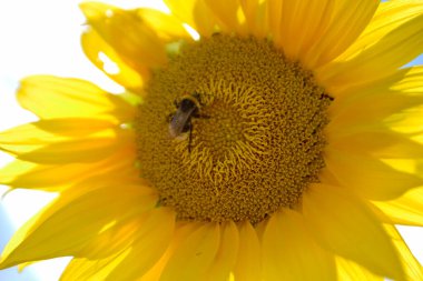 Kırsalda çiçek açan nektarlı yabanarısı. Kırsal kesimde arılardan, tarlada açan parlak yabani çiçeklerden oluşuyordu. Tarladaki doğal otlar. Yabani çiçekler. Kırsalda arılarla çiçek açıyor..