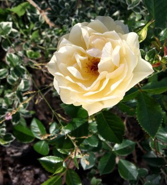 Kırsalda çiçek açan nektarlı vahşi bir çiçek. Tarlada açan yabani, parlak çiçeklerden oluşan doğa kırsalları. Kırsalda çiçek açan yabani bir çiçek..