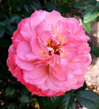 Kırsalda çiçek açan nektarlı vahşi bir çiçek. Tarlada açan yabani, parlak çiçeklerden oluşan doğa kırsalları. Kırsalda çiçek açan yabani bir çiçek..