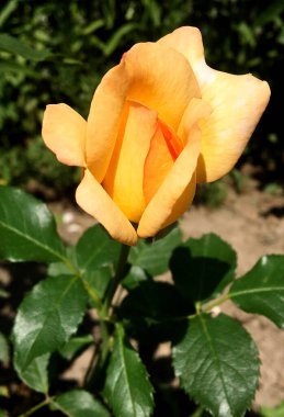 Kırsalda çiçek açan nektarlı vahşi bir çiçek. Tarlada açan yabani, parlak çiçeklerden oluşan doğa kırsalları. Kırsalda çiçek açan yabani bir çiçek..