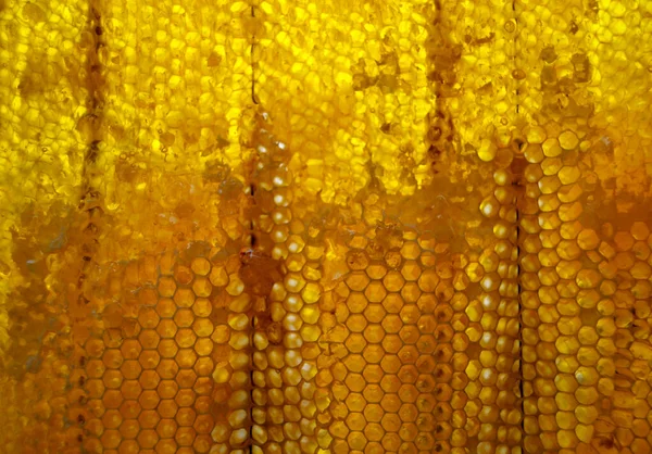 Gota Miel Abeja Goteando Panales Hexagonales Llenos Néctar Dorado Honeycoms — Foto de Stock