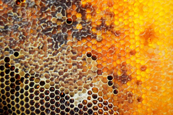 Drop Bee Honey Drip Hexagonal Honeycombs Filled Golden Nectar Honeycombs — Stock Photo, Image