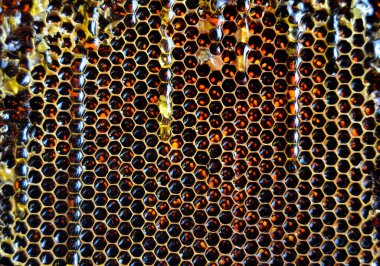 Altın nektarla doldurulmuş altıgen bal peteklerinden bir damla bal damlıyor. Bal peteği yaz kompozisyonu. Doğal bal damlası, balmumu çerçeveli arı damlası. Bal damlası bal damlatıyor bal peteğine.