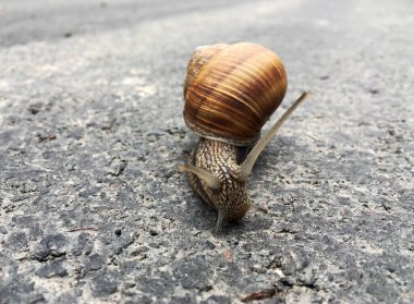 Islak yolda kabuklu küçük bahçe salyangozu sürünüyor, sümüklü böcek hemen eve geliyor. Salyangoz sümüklüböceği, vücudu korumak için sarılmış yenilebilir lezzetli yiyeceklerden oluşur. Kabuklu sümüklüböcek içindeki doğal hayvan salyangozu vahşi doğada sürünüyor..