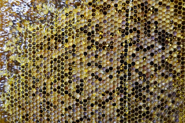 一滴滴蜜蜂蜂蜜从装满黄金花蜜的六角形蜂窝滴下 蜂窝夏天的组成成分包括滴落天然蜂蜜 滴落在蜡框蜜蜂上 蜂窝中的蜜蜂蜜滴 — 图库照片