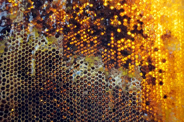 Drop Bee Honey Drip Hexagonal Honeycombs Filled Golden Nectar Honeycombs — Stock Photo, Image