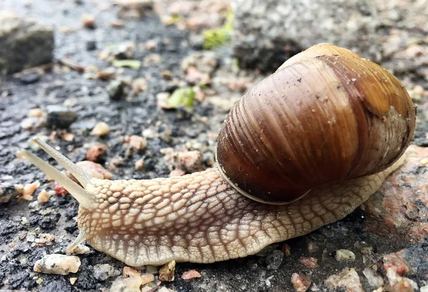 小さな庭のカタツムリのシェルのぬれた道路をクロールし 急いで自宅ナメクジ カタツムリのナメクジは 体を保護するために食用おいしい食品コイルシェルで構成されています 自然動物カタツムリでシェルナメクジクロールで大きな野生自然 — ストック写真