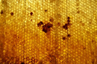 Altın nektarla doldurulmuş altıgen bal peteklerinden bir damla bal damlıyor. Bal peteği yaz kompozisyonu. Doğal bal damlası, balmumu çerçeveli arı damlası. Bal damlası bal damlatıyor bal peteğine.