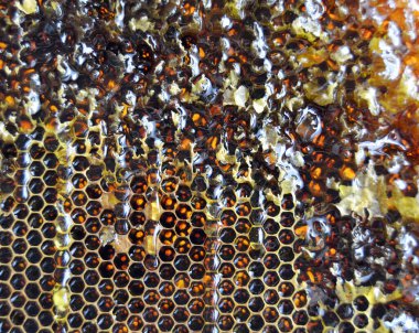 Altın nektarla doldurulmuş altıgen bal peteklerinden bir damla bal damlıyor. Bal peteği yaz kompozisyonu. Doğal bal damlası, balmumu çerçeveli arı damlası. Bal damlası bal damlatıyor bal peteğine.