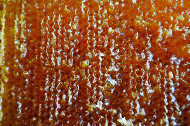 Altın nektarla doldurulmuş altıgen bal peteklerinden bir damla bal damlıyor. Bal peteği yaz kompozisyonu. Doğal bal damlası, balmumu çerçeveli arı damlası. Bal damlası bal damlatıyor bal peteğine.