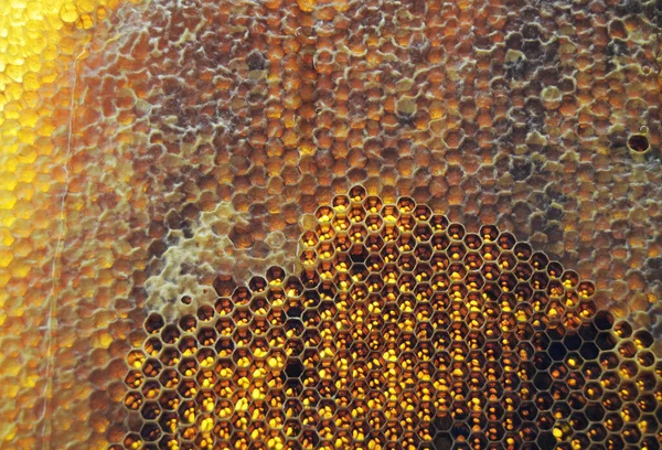 黄金の蜜で満たされた六角形のハニカムから蜂の蜜滴のドロップ ドロップナチュラル蜂蜜 ワックスフレーム蜂に滴下からなる夏の組成物をハニカム 蜂の蜜滴のドロップでハニカム — ストック写真