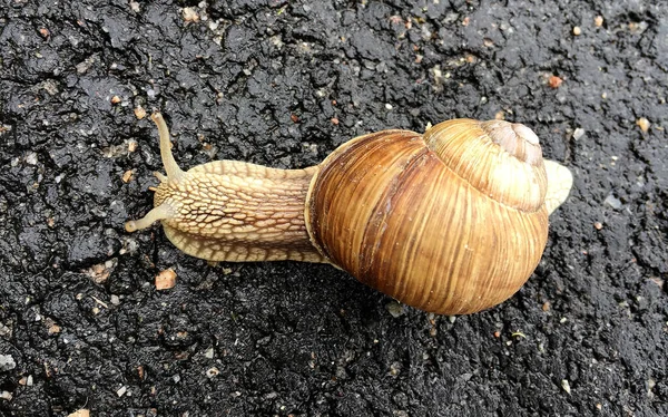 Caracol Pequeno Jardim Casca Rastejando Estrada Molhada Lesma Pressa Para — Fotografia de Stock