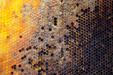 Altın nektarla doldurulmuş altıgen bal peteklerinden bir damla bal damlıyor. Bal peteği yaz kompozisyonu. Doğal bal damlası, balmumu çerçeveli arı damlası. Bal damlası bal damlatıyor bal peteğine.