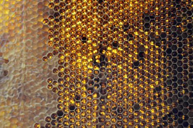 Altın nektarla doldurulmuş altıgen bal peteklerinden bir damla bal damlıyor. Bal peteği yaz kompozisyonu. Doğal bal damlası, balmumu çerçeveli arı damlası. Bal damlası bal damlatıyor bal peteğine.