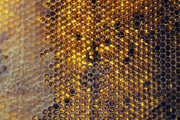 Gota Miel Abeja Goteando Panales Hexagonales Llenos Néctar Dorado Honeycoms — Foto de Stock