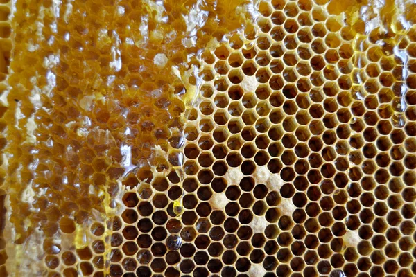 Druppel Honing Van Zeshoekige Honingraten Gevuld Met Gouden Nectar Honingraten — Stockfoto