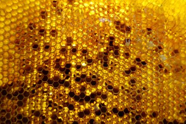 Altın nektarla doldurulmuş altıgen bal peteklerinden bir damla bal damlıyor. Bal peteği yaz kompozisyonu. Doğal bal damlası, balmumu çerçeveli arı damlası. Bal damlası bal damlatıyor bal peteğine.