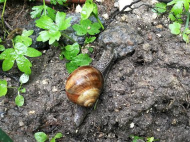Islak yolda kabuklu küçük bahçe salyangozu sürünüyor, sümüklü böcek hemen eve geliyor. Salyangoz sümüklüböceği, vücudu korumak için sarılmış yenilebilir lezzetli yiyeceklerden oluşur. Kabuklu sümüklüböcek içindeki doğal hayvan salyangozu vahşi doğada sürünüyor..