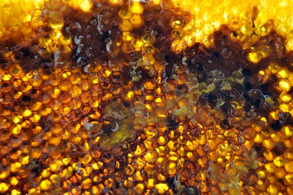 Капля Пчелиного Меда Капает Шестиугольных Сот Наполненных Золотым Нектаром Соты — стоковое фото