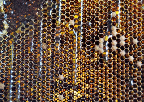 Drop Bee Honey Drip Hexagonal Honeycombs Filled Golden Nectar Honeycombs — Stock Photo, Image