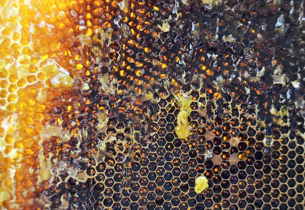 Gota Miel Abeja Goteando Panales Hexagonales Llenos Néctar Dorado Honeycoms —  Fotos de Stock