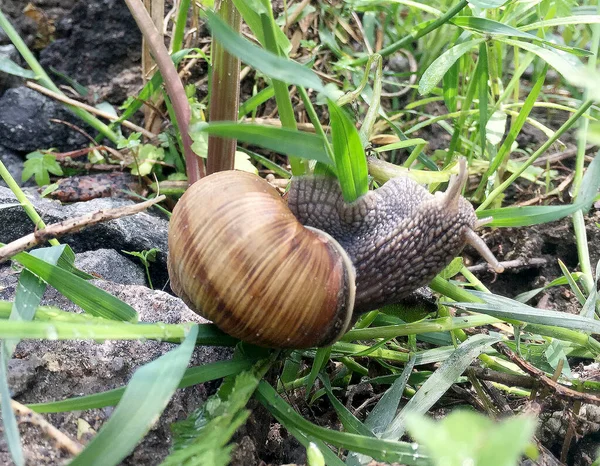 Piccola Chiocciola Giardino Guscio Strisciando Strada Bagnata Lumaca Fretta Casa — Foto Stock