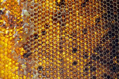 Altın nektarla doldurulmuş altıgen bal peteklerinden bir damla bal damlıyor. Bal peteği yaz kompozisyonu. Doğal bal damlası, balmumu çerçeveli arı damlası. Bal damlası bal damlatıyor bal peteğine.