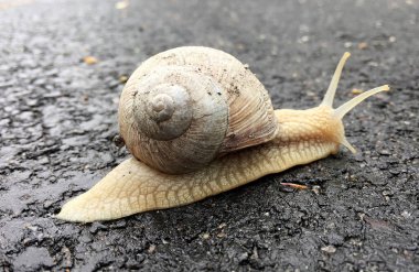 Islak yolda kabuklu küçük bahçe salyangozu sürünüyor, sümüklü böcek hemen eve geliyor. Salyangoz sümüklüböceği, vücudu korumak için sarılmış yenilebilir lezzetli yiyeceklerden oluşur. Kabuklu sümüklüböcek içindeki doğal hayvan salyangozu vahşi doğada sürünüyor..