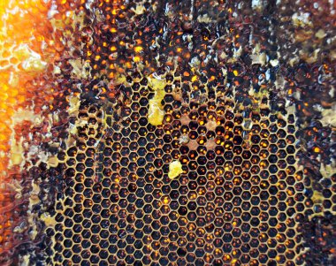 Altın nektarla doldurulmuş altıgen bal peteklerinden bir damla bal damlıyor. Bal peteği yaz kompozisyonu. Doğal bal damlası, balmumu çerçeveli arı damlası. Bal damlası bal damlatıyor bal peteğine.