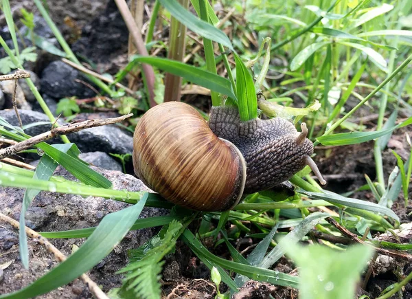 Caracol Pequeno Jardim Casca Rastejando Estrada Molhada Lesma Pressa Para — Fotografia de Stock