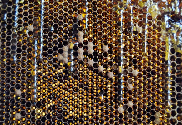 Drop Bee Honey Drip Hexagonal Honeycombs Filled Golden Nectar Honeycombs — Stock Photo, Image