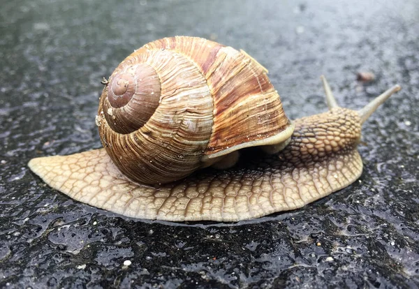 小さな庭のカタツムリのシェルのぬれた道路をクロールし 急いで自宅ナメクジ カタツムリのナメクジは 体を保護するために食用おいしい食品コイルシェルで構成されています 自然動物カタツムリでシェルナメクジクロールで大きな野生自然 — ストック写真