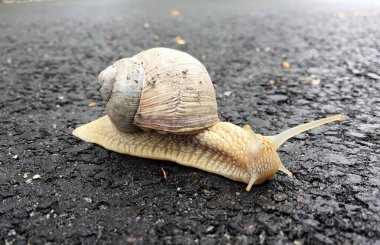 Islak yolda kabuklu küçük bahçe salyangozu sürünüyor, sümüklü böcek hemen eve geliyor. Salyangoz sümüklüböceği, vücudu korumak için sarılmış yenilebilir lezzetli yiyeceklerden oluşur. Kabuklu sümüklüböcek içindeki doğal hayvan salyangozu vahşi doğada sürünüyor..