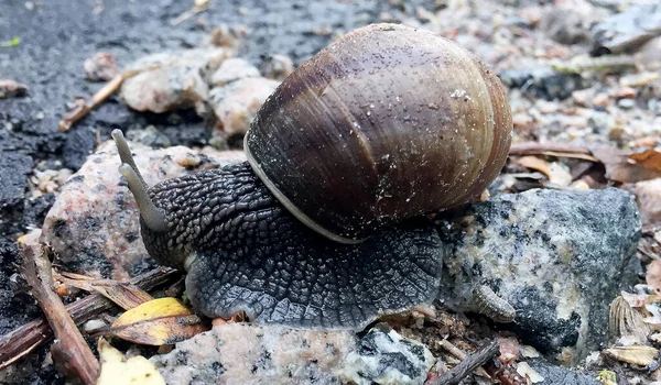 Pequeño Caracol Jardín Concha Arrastrándose Por Camino Mojado Babosa Prisa — Foto de Stock