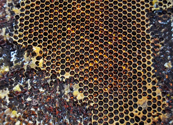 Gota Miel Abeja Goteando Panales Hexagonales Llenos Néctar Dorado Honeycoms —  Fotos de Stock