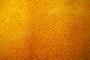 Altın nektarla doldurulmuş altıgen bal peteklerinden bir damla bal damlıyor. Bal peteği yaz kompozisyonu. Doğal bal damlası, balmumu çerçeveli arı damlası. Bal damlası bal damlatıyor bal peteğine.