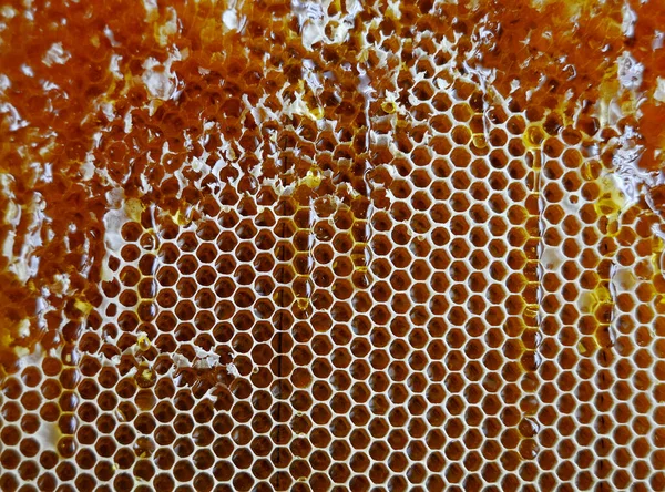 Στάγδην Σταγόνα Μελιού Μέλισσας Από Εξαγωνικές Κηρήθρες Γεμάτες Χρυσό Νέκταρ — Φωτογραφία Αρχείου