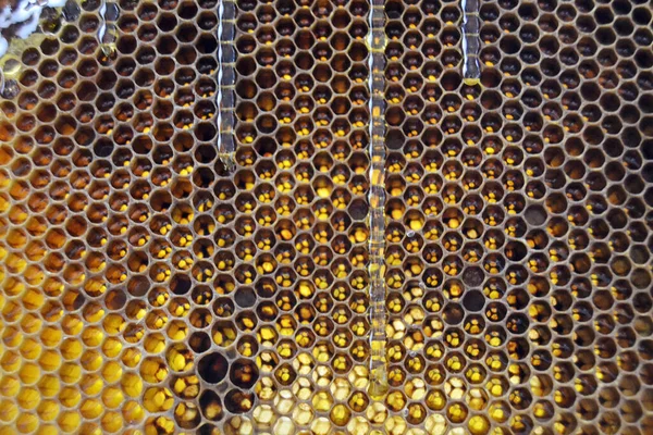 Gota Miel Abeja Goteando Panales Hexagonales Llenos Néctar Dorado Honeycoms —  Fotos de Stock