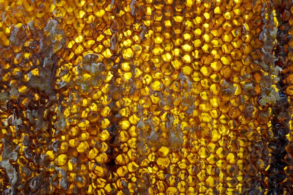 Drop Bee Honey Drip Hexagonal Honeycombs Filled Golden Nectar Honeycombs — Stock Photo, Image